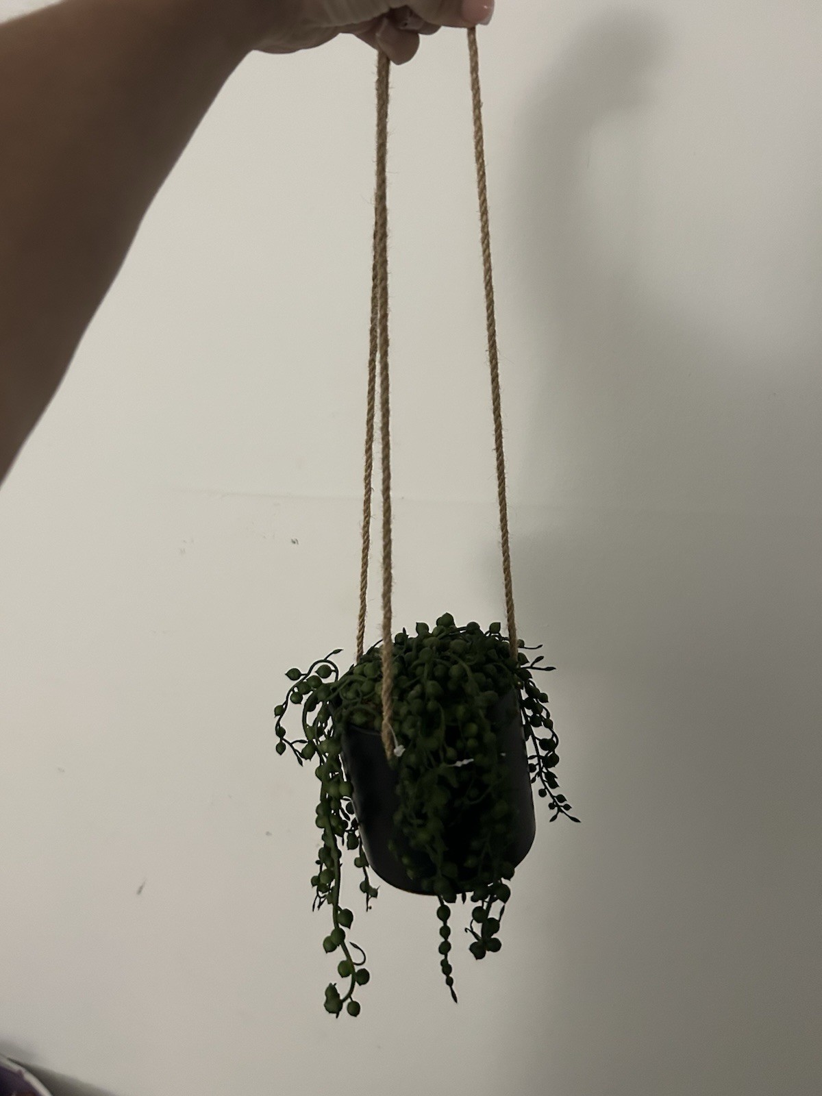 String of Turtles Peperomia Hanging Basket Potted Trailing Indoor Medium Sun