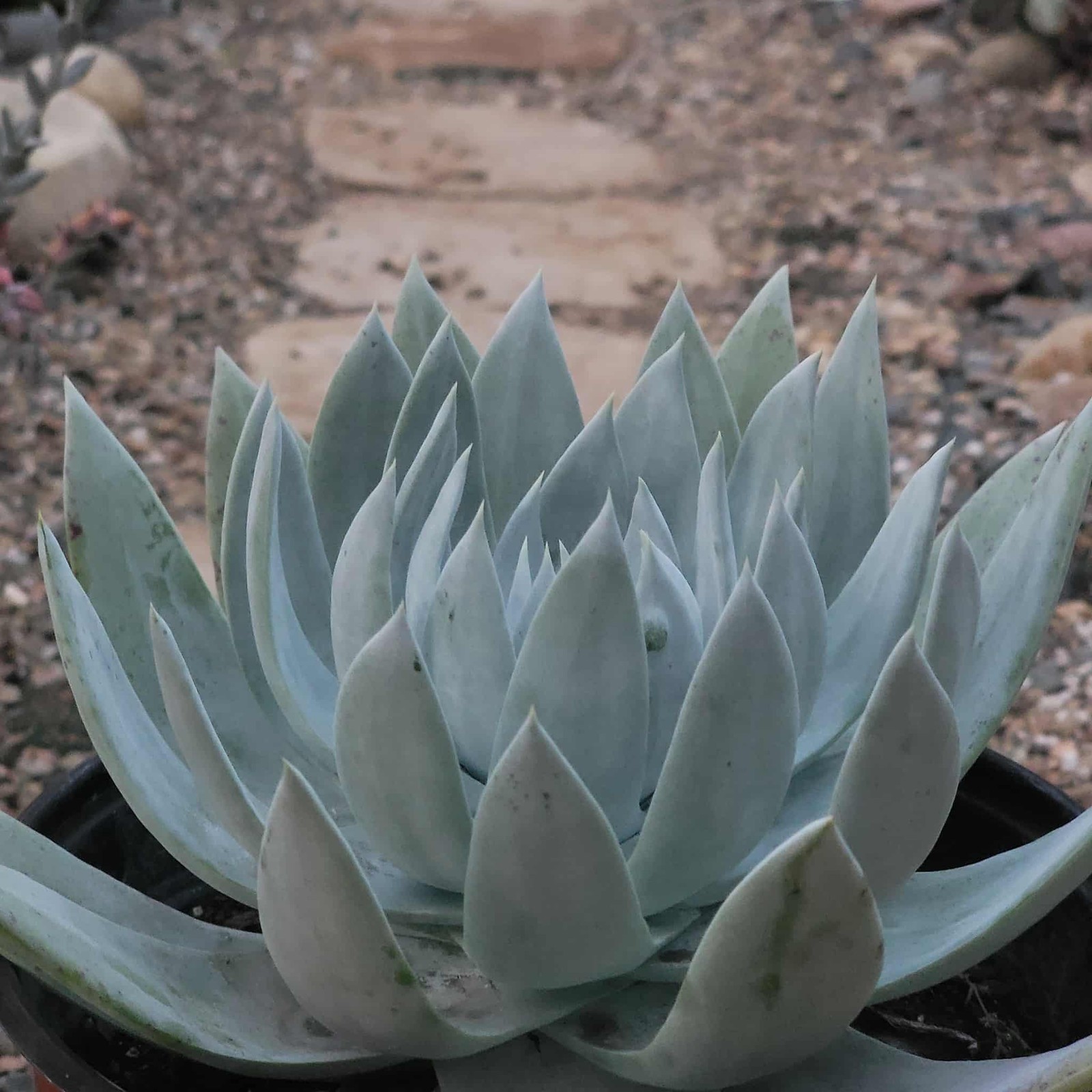 Dudleya brittonii ‘Giant Chalk’