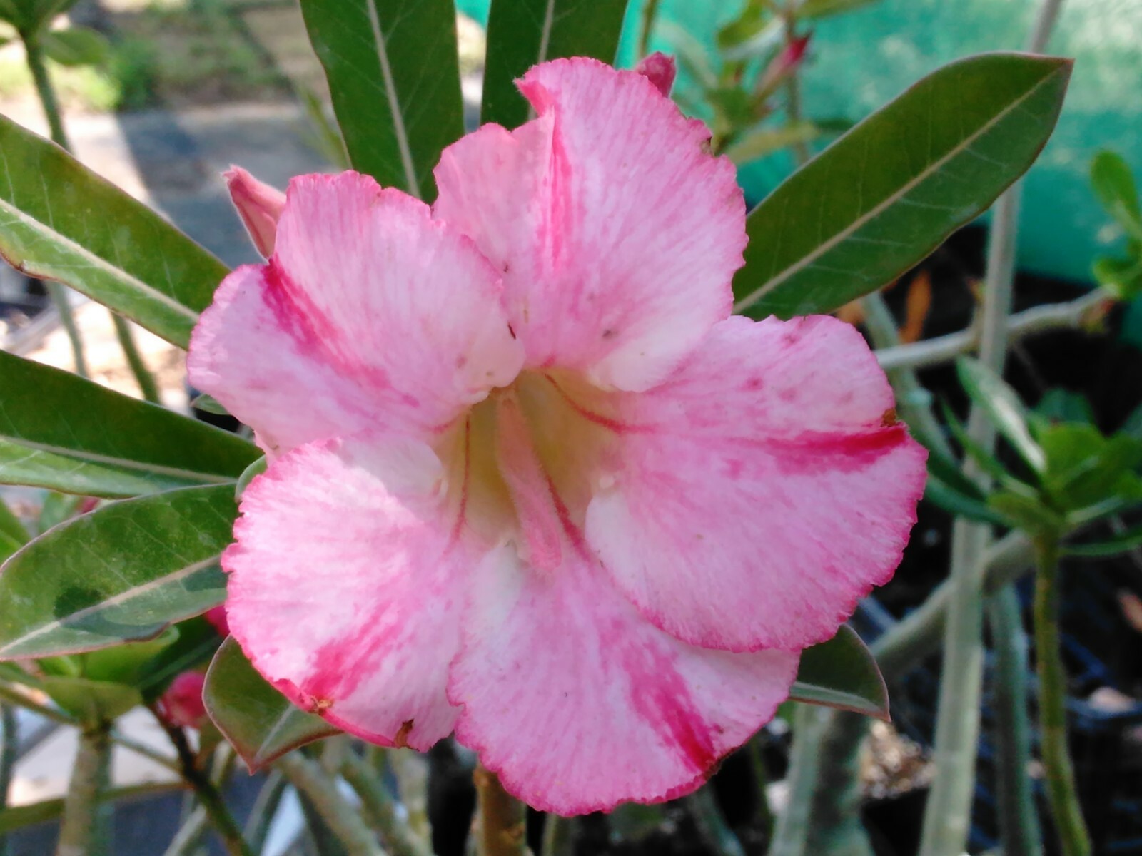 100+ Adenium Obesum desert rose seeds Rosa Del Desierto US SELLER