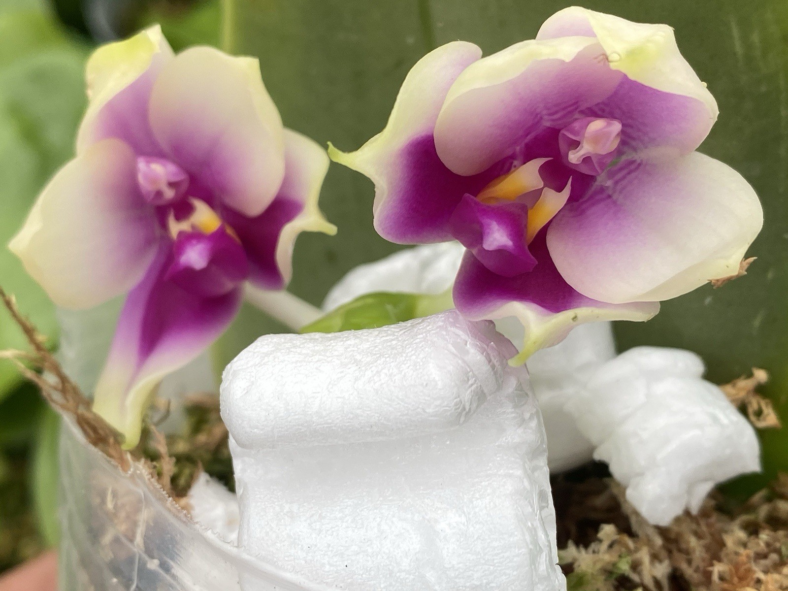Original Phal Phalaenopsis species bellina red-FRAGRANT