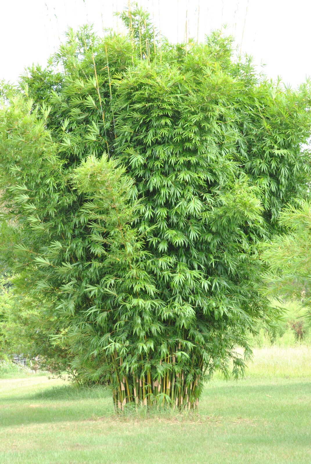 1 Starter Size Bambusa textilis ‘Kanapaha’ –Wong Chuk/Royal/Giant Weavers Bamboo