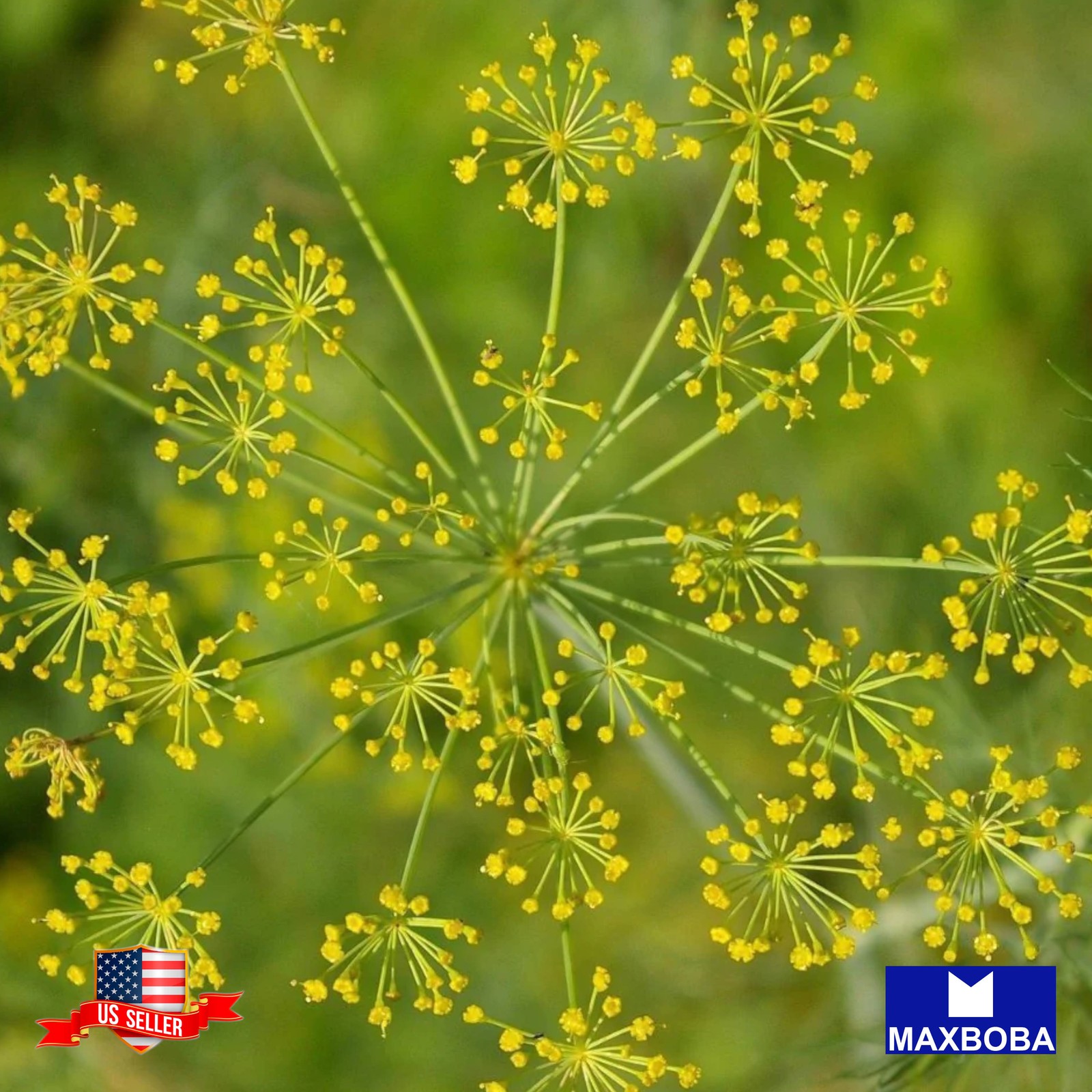 Premium 6400 Seeds Dill Mammoth Long Island Non-GMO Heirloom