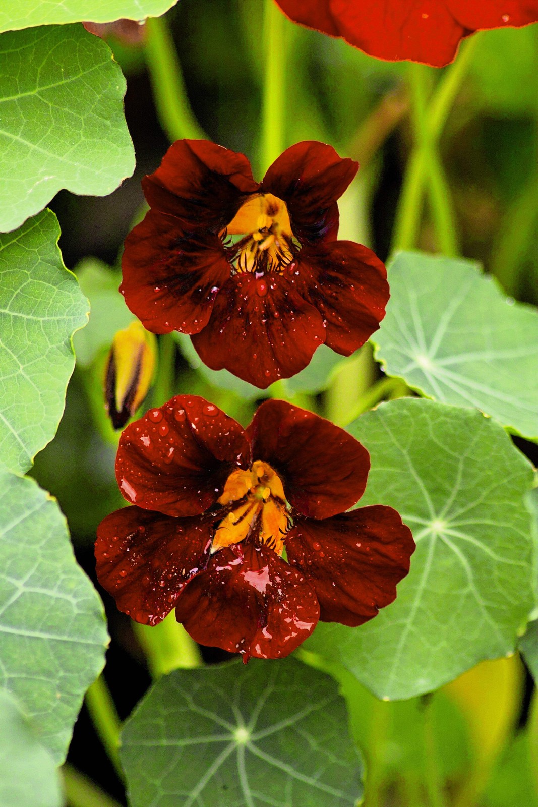 20 BLACK VELVET NASTURTIUM Tropaeolum Majus Dark Maroon Red Hummingbird Flower S