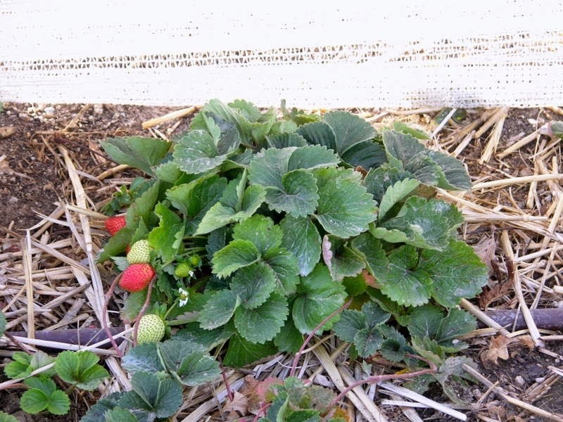 20 Ogallala Strawberry Bare Roots – Everbearing Fragaria × ananassa