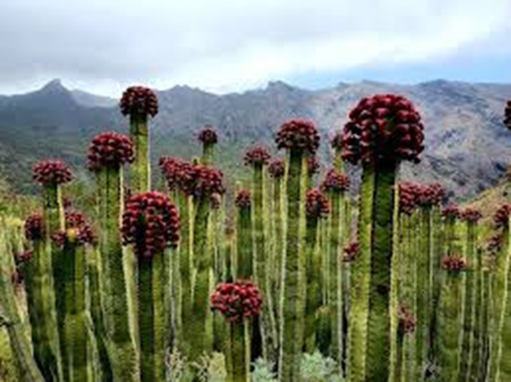 EUPHORBIA CANARIENSIS COPPER FORM *** GORGEOUS ! ! ***