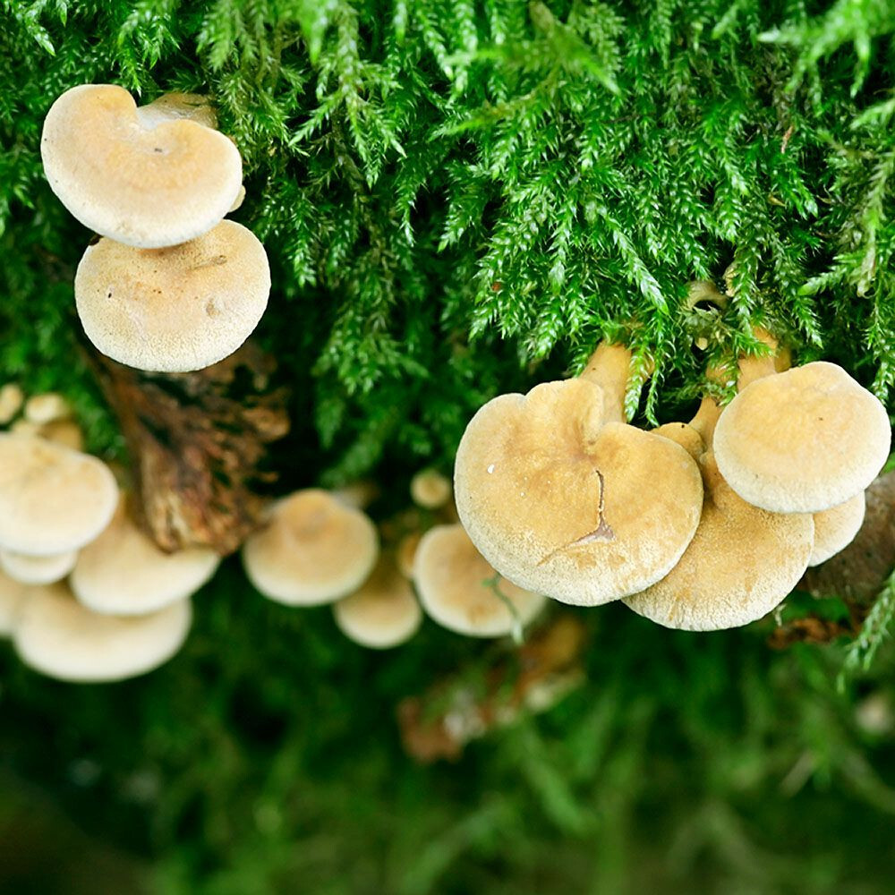 Panellus, Bio-luminescent (Panellus stipticus) Liquid Culture
