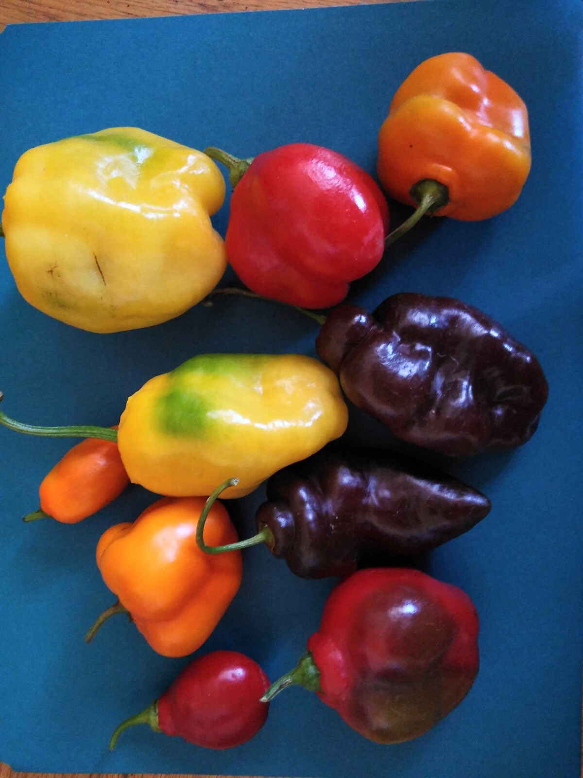Manzano Pepper Seeds ORANGE (24 seeds per packet) free shipping