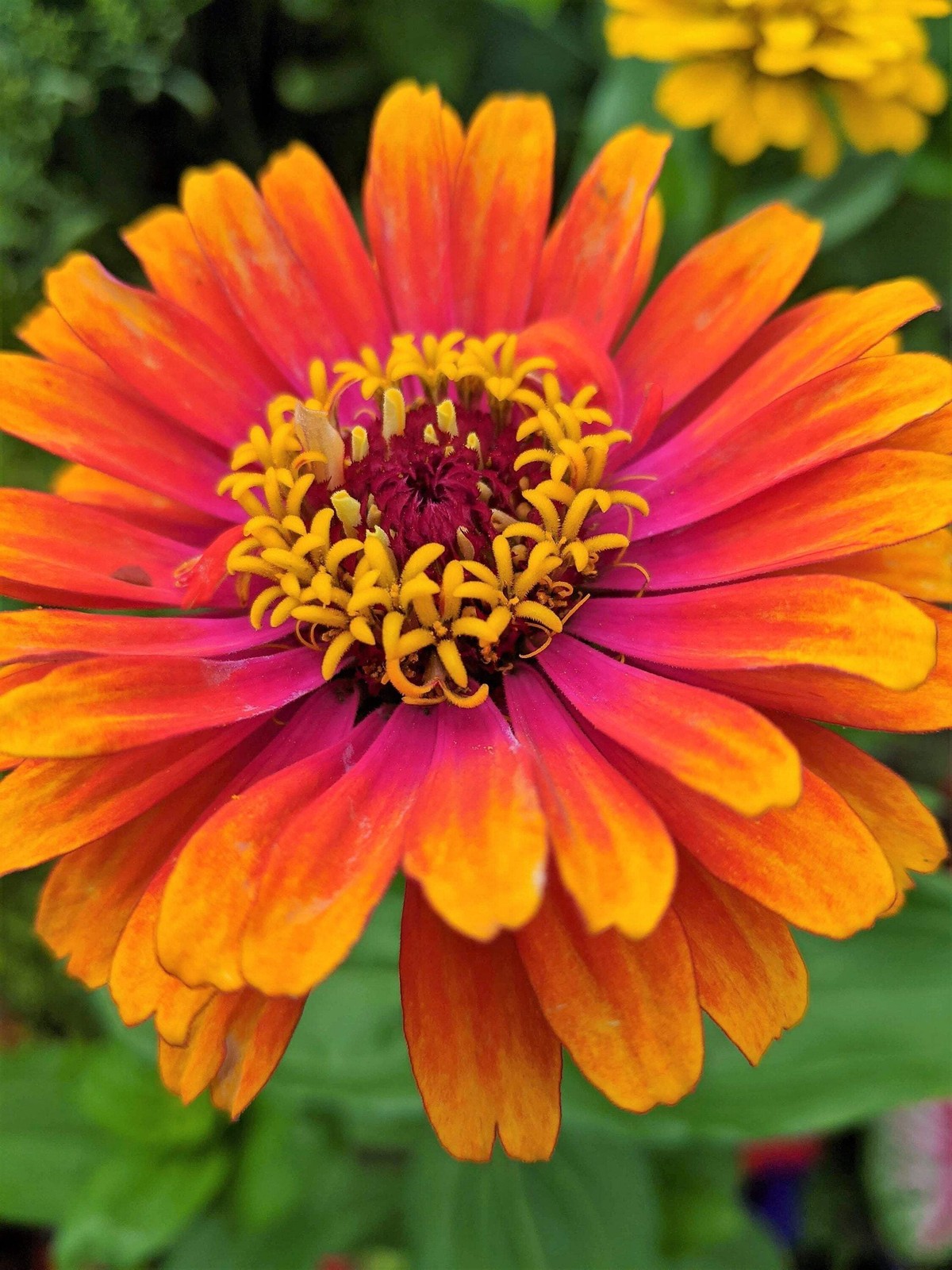 50 SOMBRERO ZINNIA Elegans Mexican Zinnia Haageana Orange Red Yellow Flower Seed