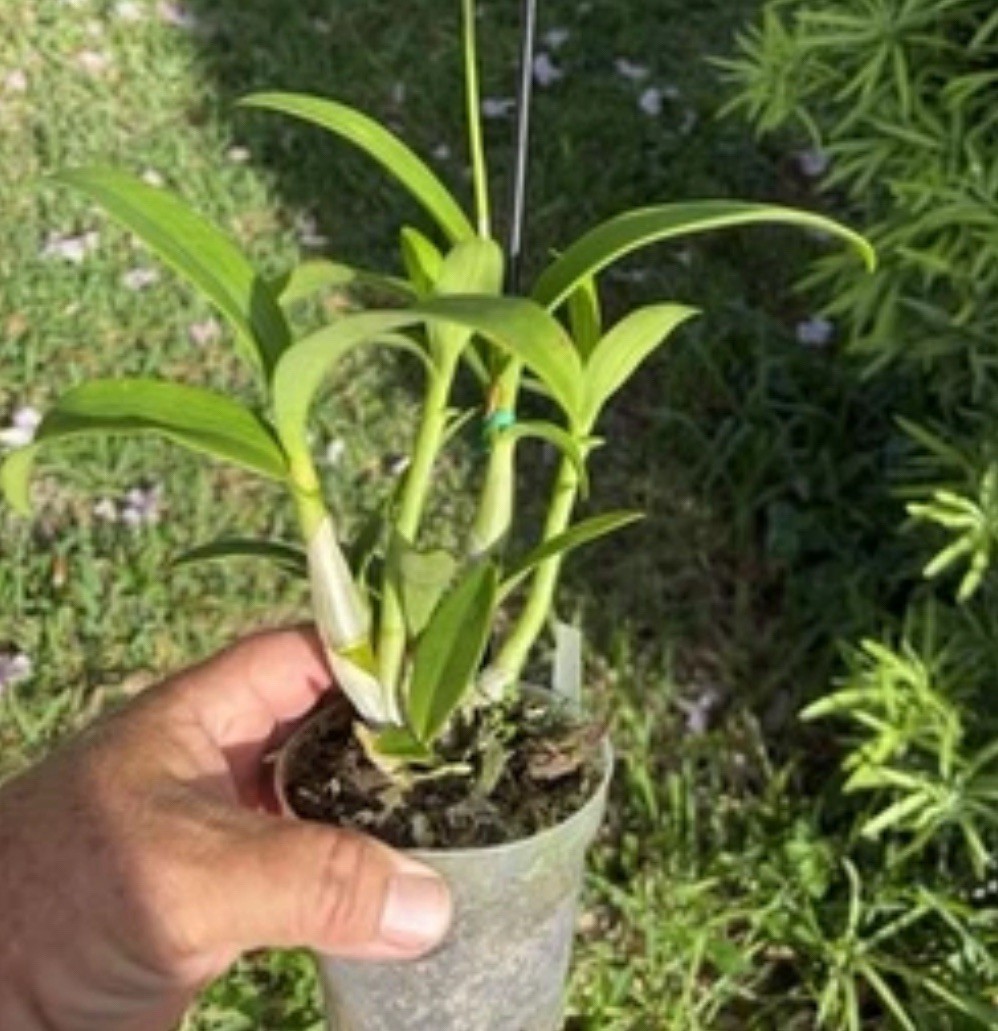 Dendrobium Airy Brown Spin Antelope Den. 4” Orchid Plant