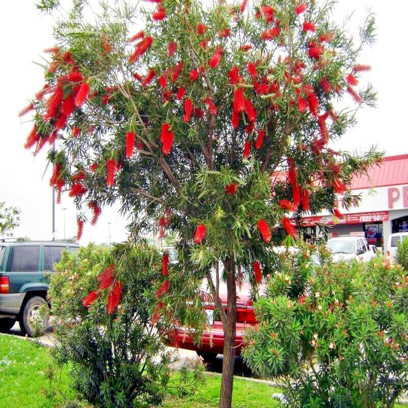 100 Crimson Bottlebrush Flower Tree Houseplant Garden Seeds Callistemon citrinus