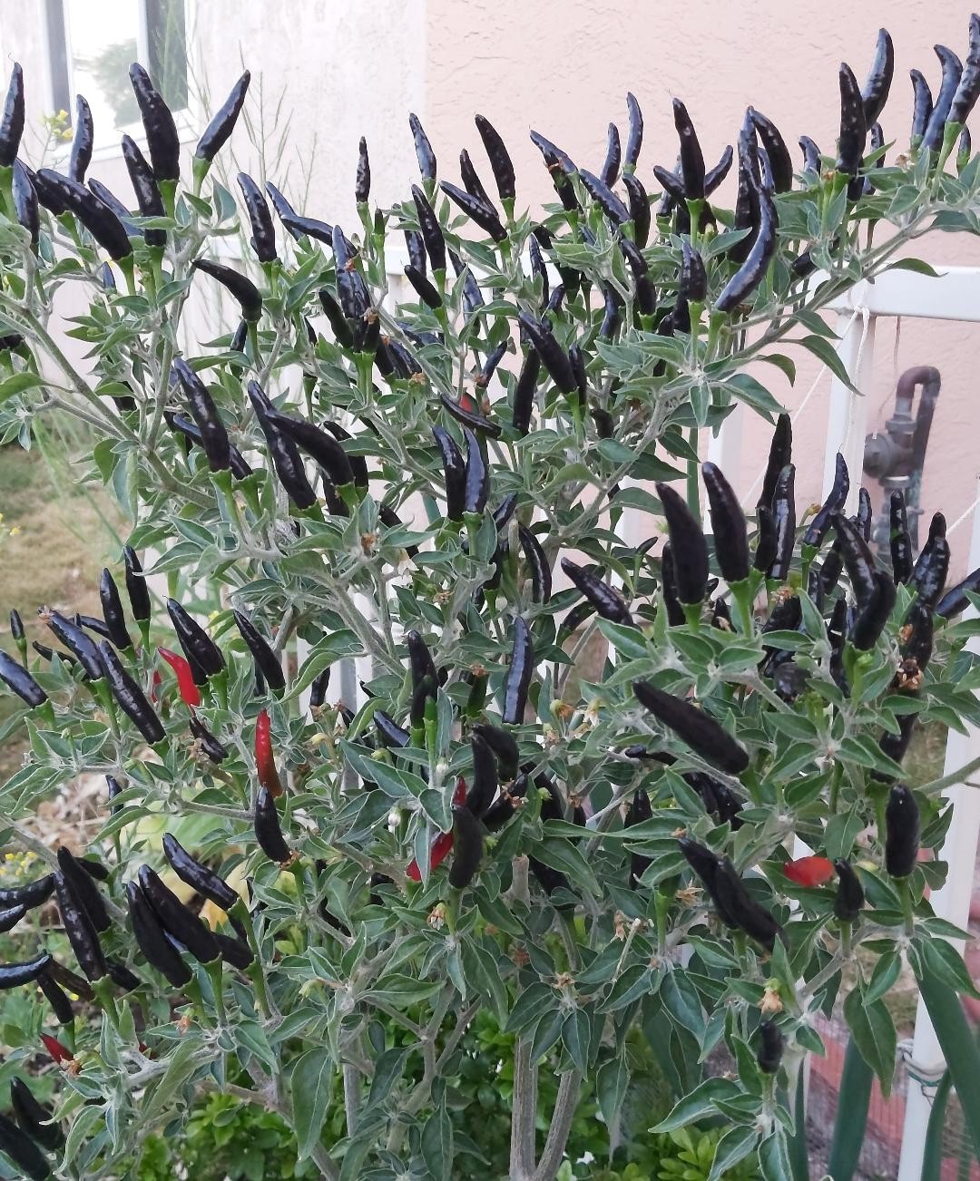 30 black pepper seeds