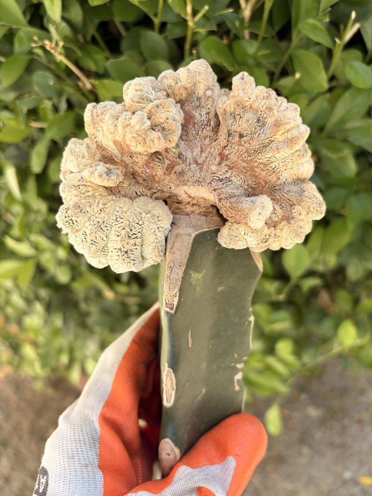 Rare Crested Cactus Grafted