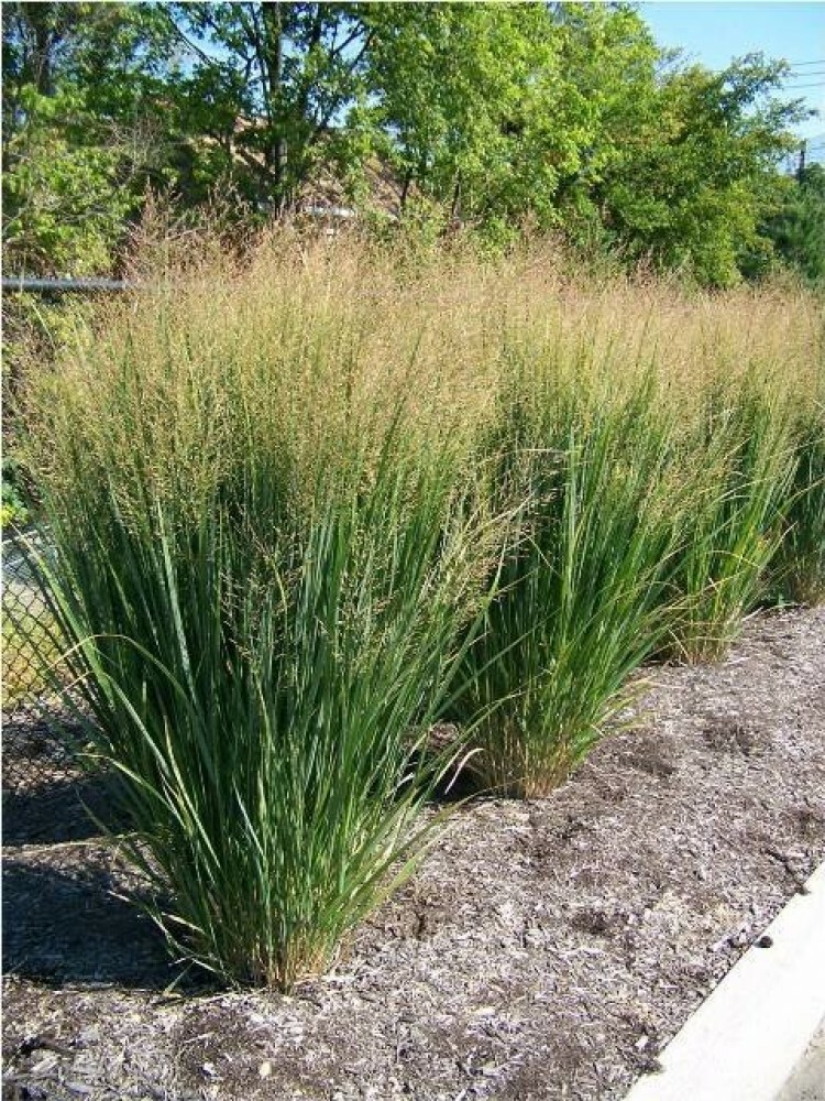 SAND LOVEGRASS Eragrostis Trichoides – 100+ SEEDS