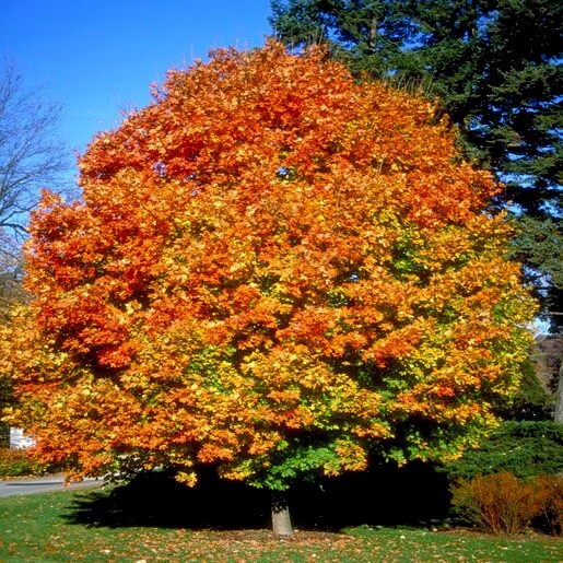 Northern Sugar Maple Tree Seeds (Acer saccharum) Fall Color Cold Hardy to Zone 3