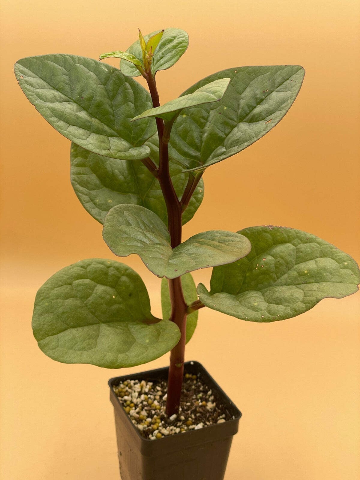 Malabar Spinach Red Live Plant 3″ Starter Plant – Basella rubra