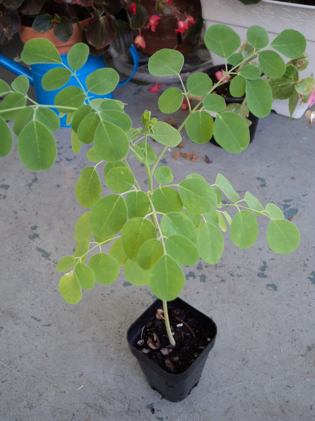 MORINGA SEEDS $6.99 (oleifera) malunggay,Grow your own Super Food! Survival Food