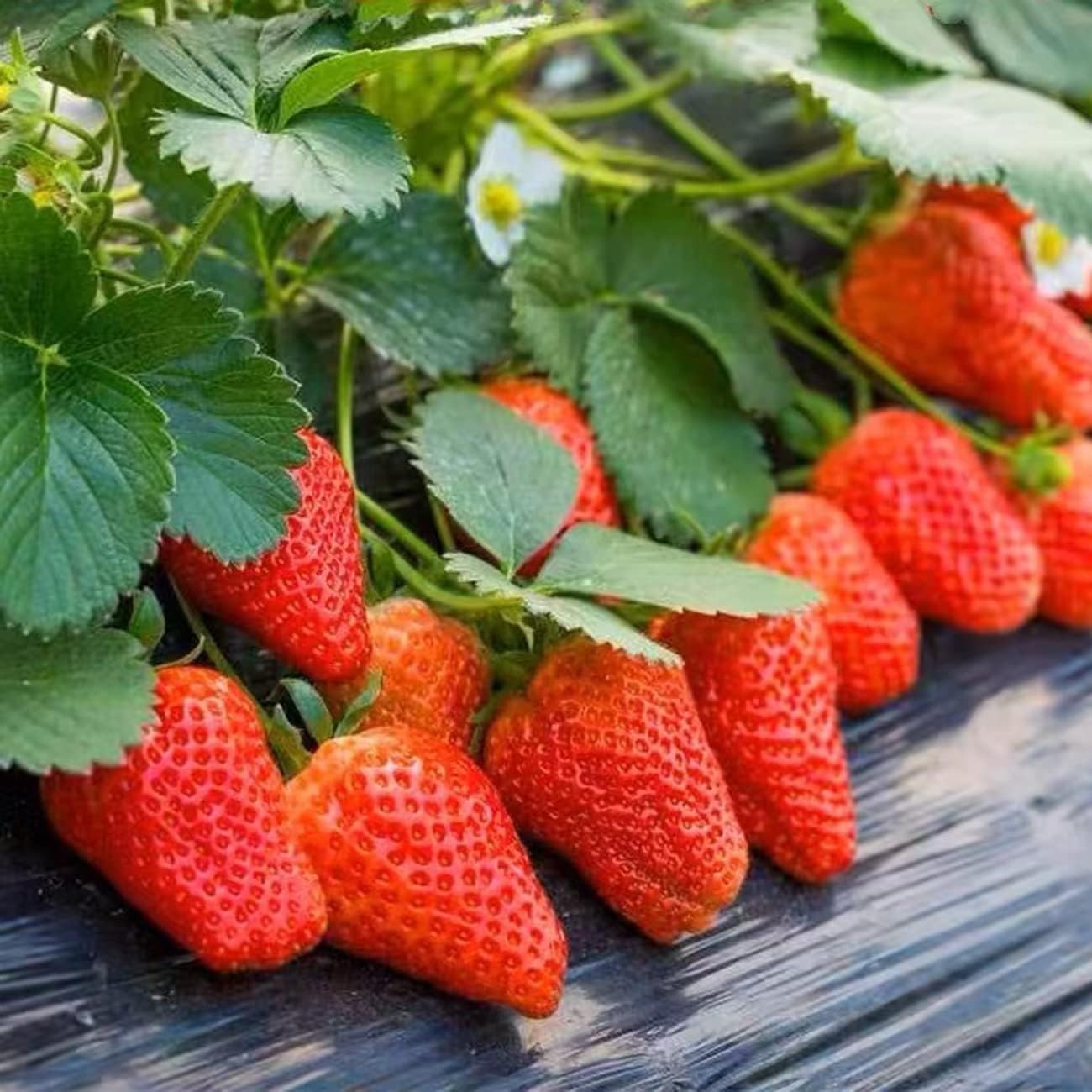 Sweet Heirloom Strawberry Seeds for -Round Fresh Berries Non-GMO Garden Crop