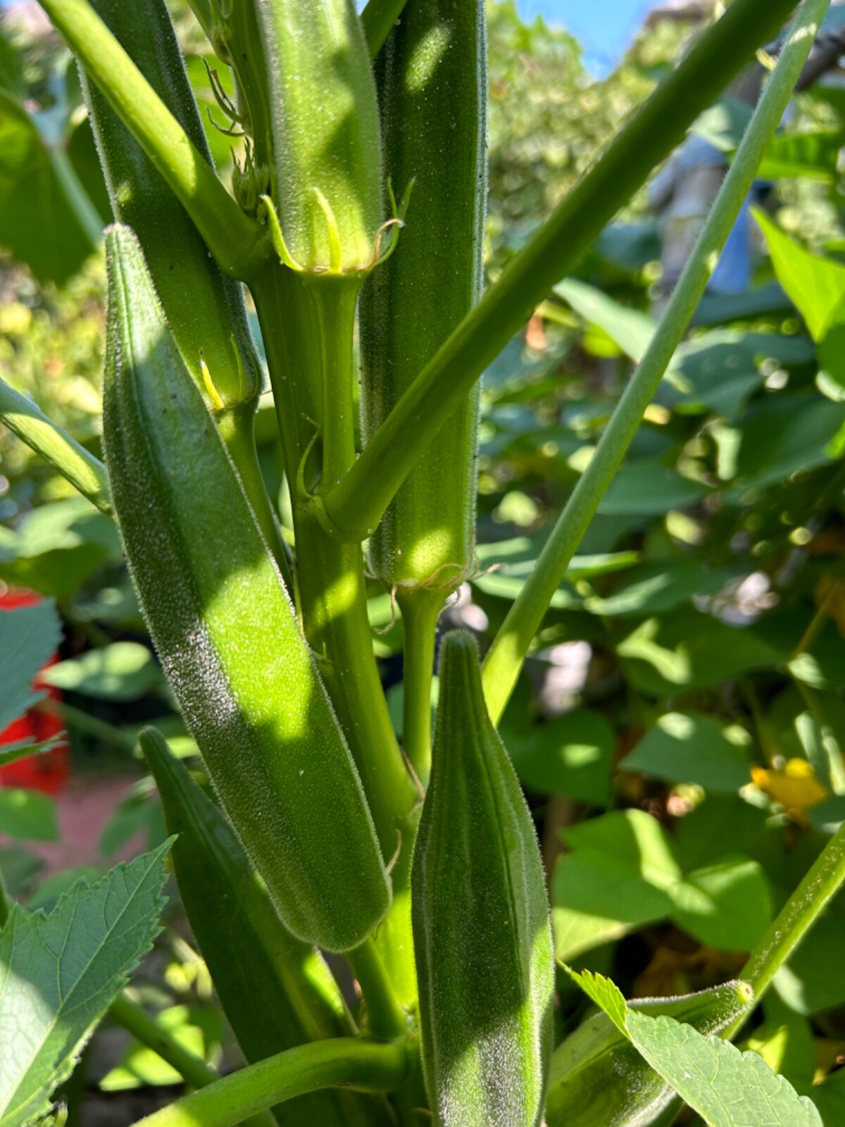20+ Cajun Dream Okra Seeds Prolific Non-GMO