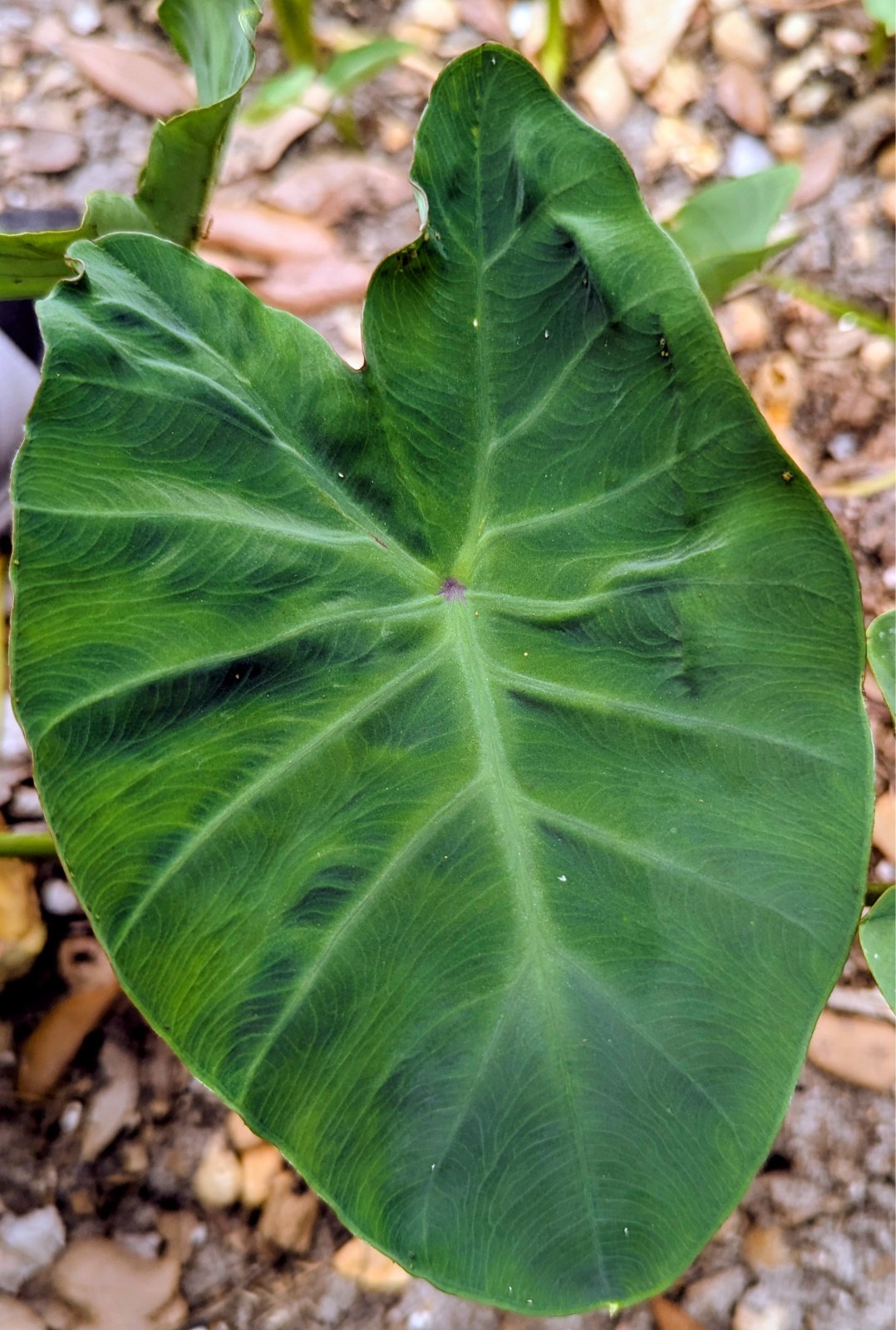 3 Live Elephant Ear Bulbs Sprouts Dwarf Compact Colocasia Tropical Patio Plant