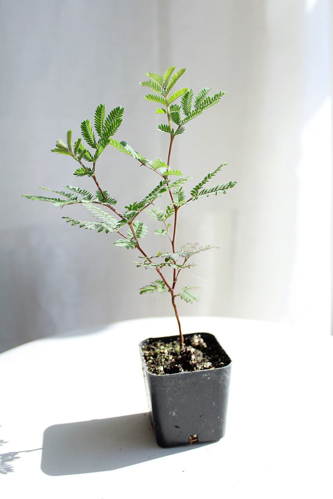 Purple Leaf Acacia Starter Plant– Drought-Tolerant Weeping Starter Tree