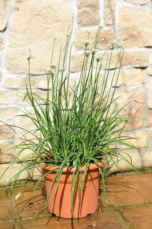 Garlic Chives Seeds Allium tuberosum Free Shipping!