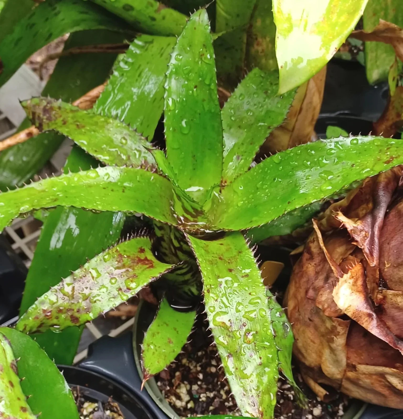 BUY 4 SAVE 15% BROMELIAD Aechmea Orlandiana CHARCOAL Offset • Rare Find