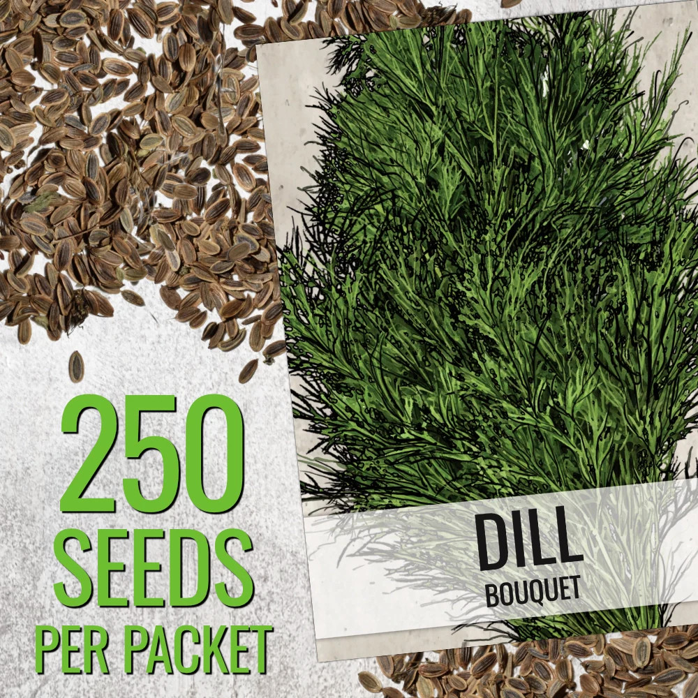 Dill Herb Seeds For Planting (Anethum graveolens)