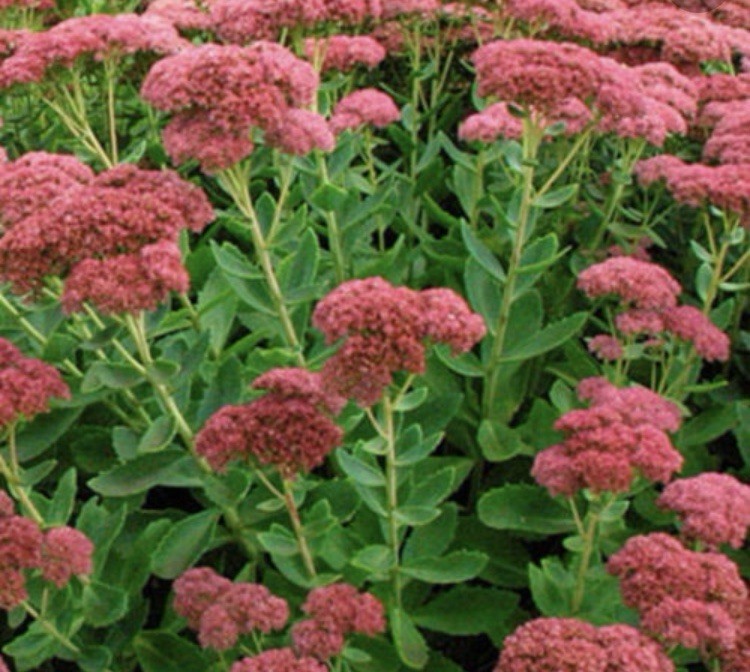 Autumn Joy Sedum