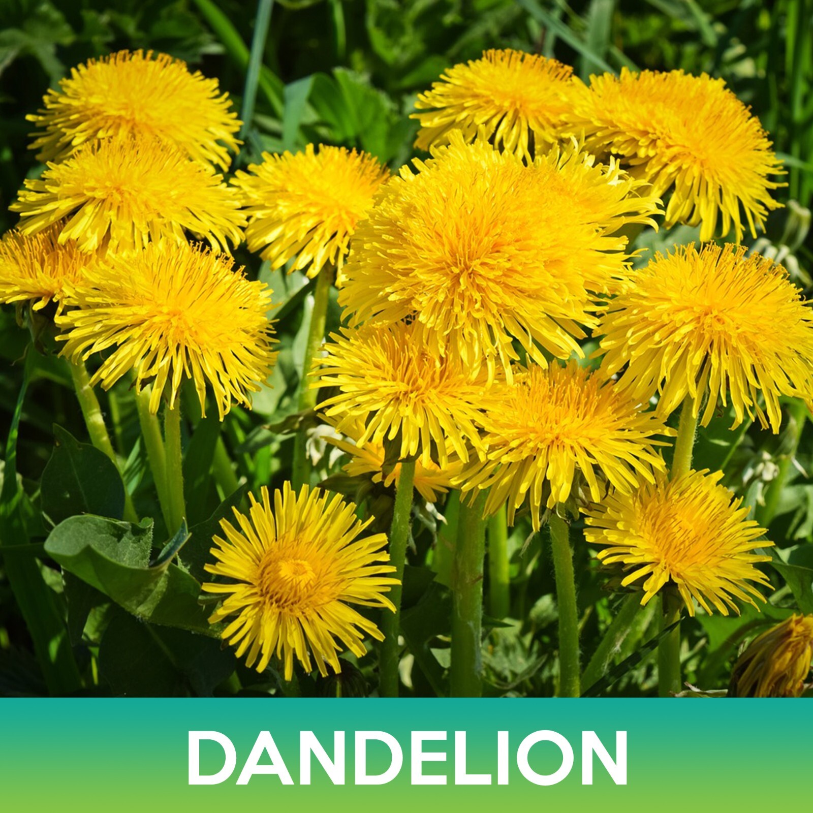 Dandelion Seeds, Taraxacum officinale