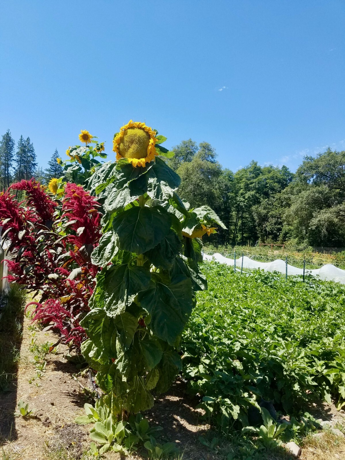 Mongolian Giant Sunflower Seeds for Planting Bulk or Packet Size Organic Non-GMO