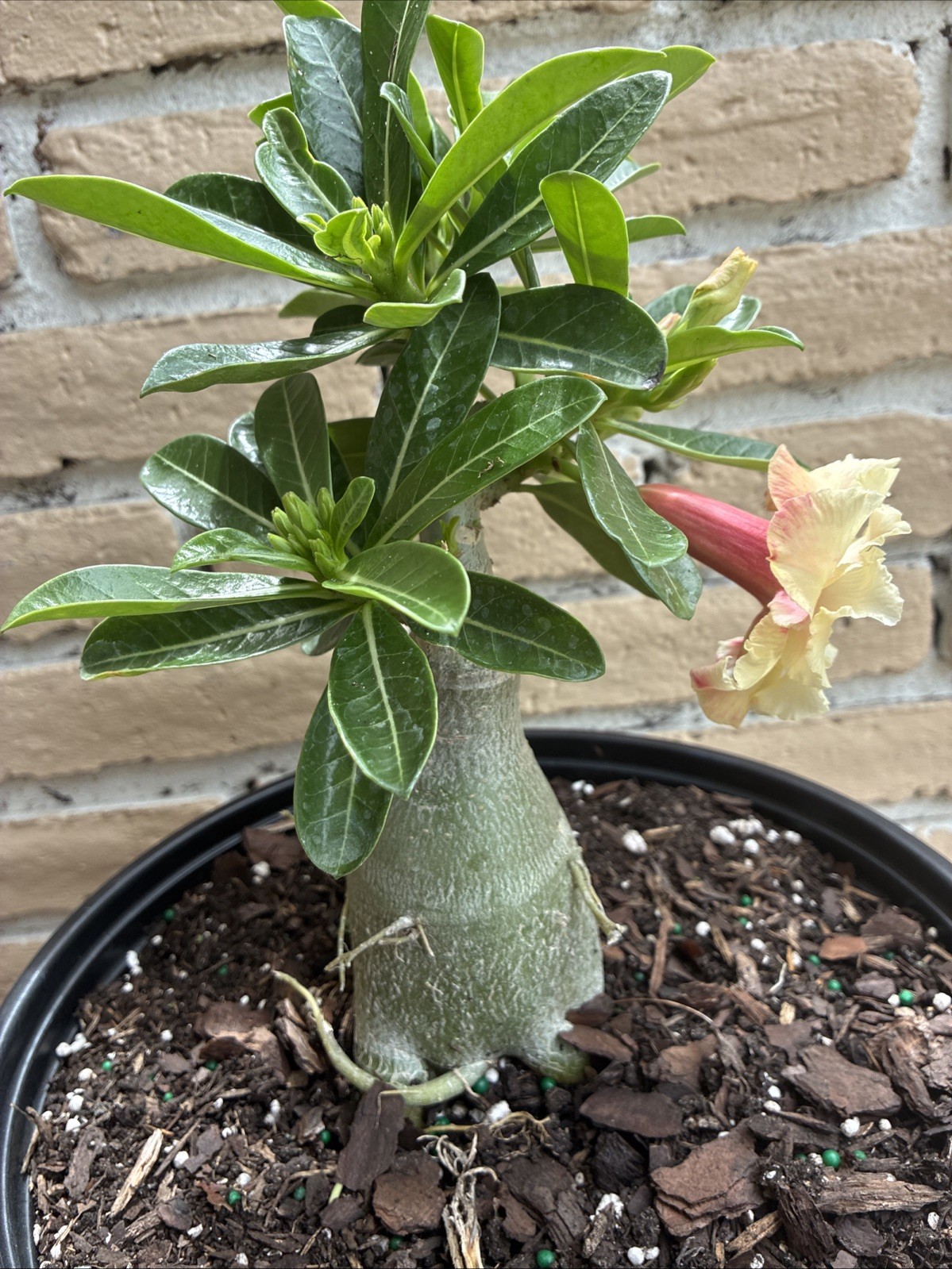 Beautiful Desert Rose Exotic Color Live Plant Soft Yellow With Double Petal Rare