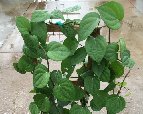 ~~BLACK PEPPER~~Piper nigrum~~Live STARTER Plant~~Grow your own Black Pepper!