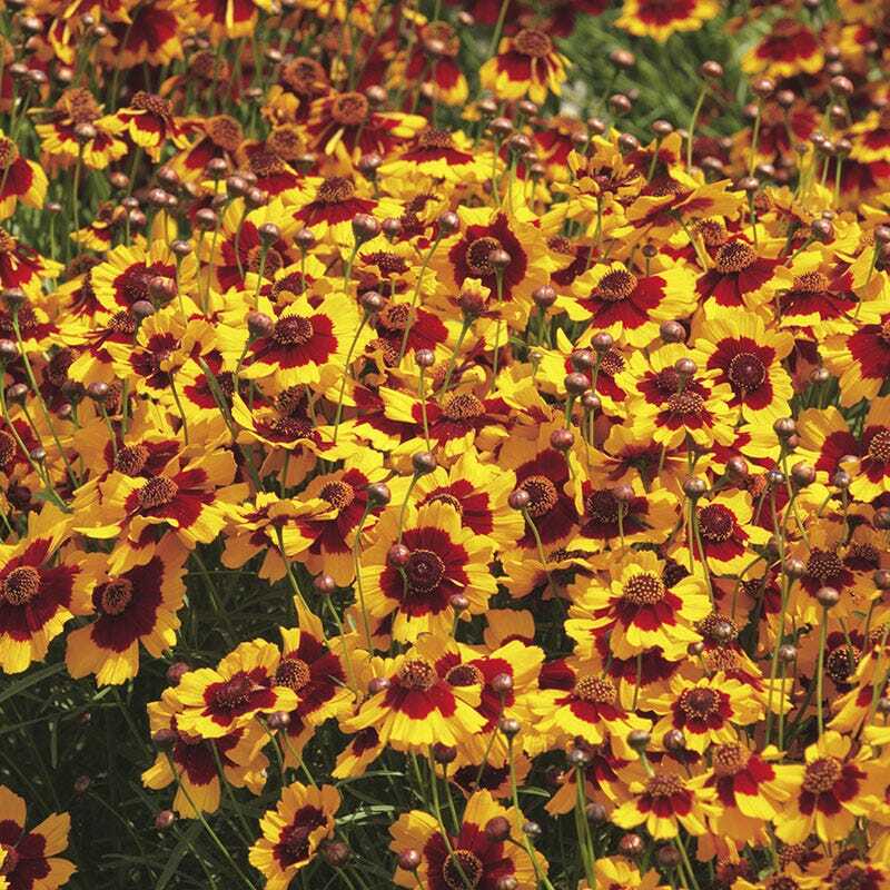 PLAINS COREOPSIS Calliopsis Native Wildflower Heirloom Full/Part-Sun 500 Seeds