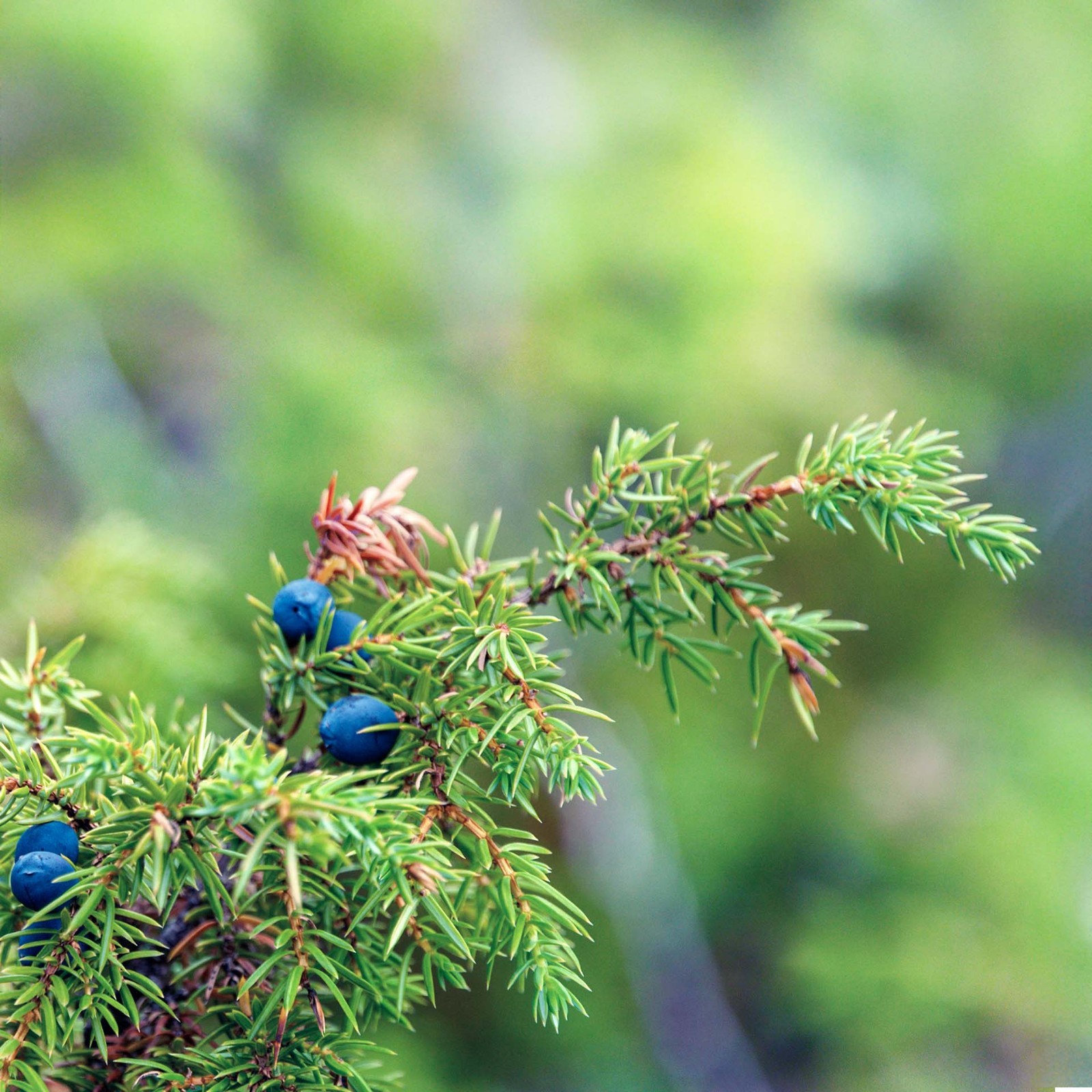 Blue Pacific Juniper in 3.5” Nursery Cubes (Juniperus conferta ‘Blue Pacific’)