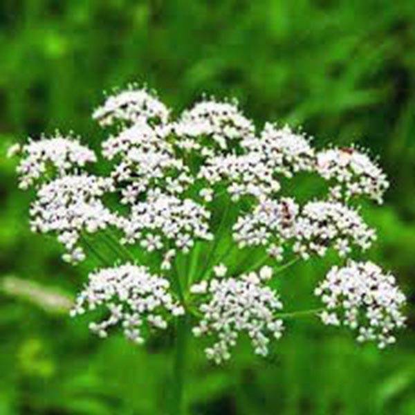 ANISE, HEIRLOOM, 500+ SEEDS, SMELLS GREAT, UNIQUE FLAVOR, HERB, SPICE