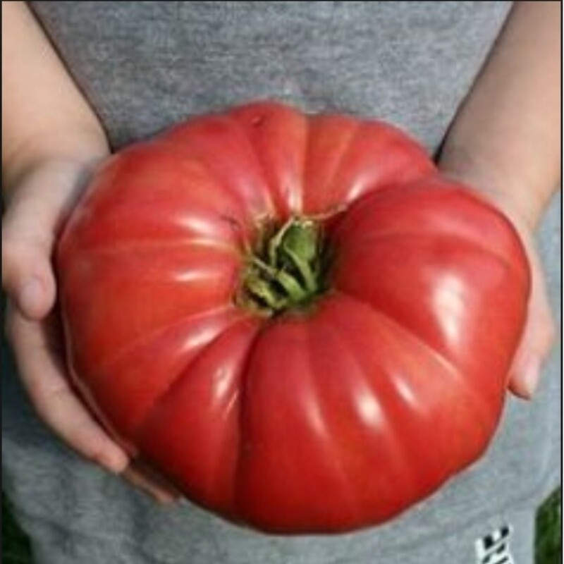GIANT Delicious Tomato 30 – 4000 Seeds World Record 7 lbs 12 oz! BIG HEIRLOOM