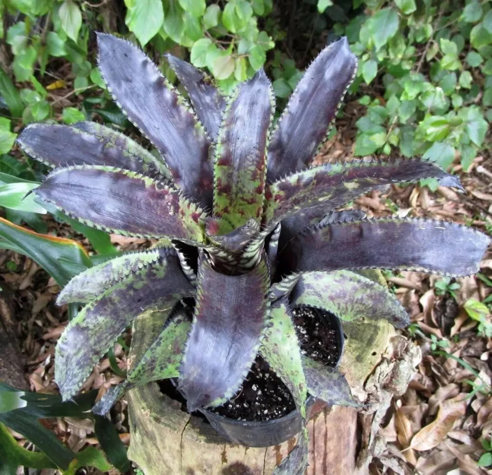 BUY 4 SAVE 15% BROMELIAD Aechmea Orlandiana CHARCOAL Offset • Rare Find