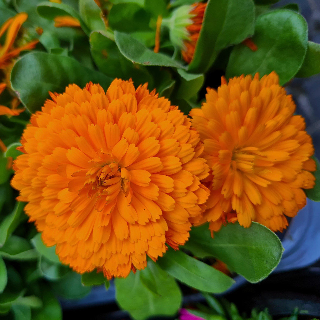 Fresh Premium French Marigold Calendula Seeds | Heirloom Non-GMO | Flower Seeds
