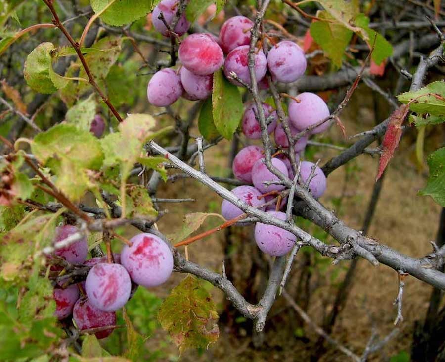 3 American Plum Tree – 12-24″ Tall Starter Plant – Prunus americana