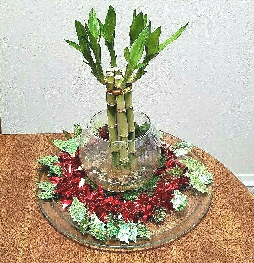 8″ Lucky Bamboo 6 Healthy Plants, Gift, Feng Shui, Water Plant, Free Shipping