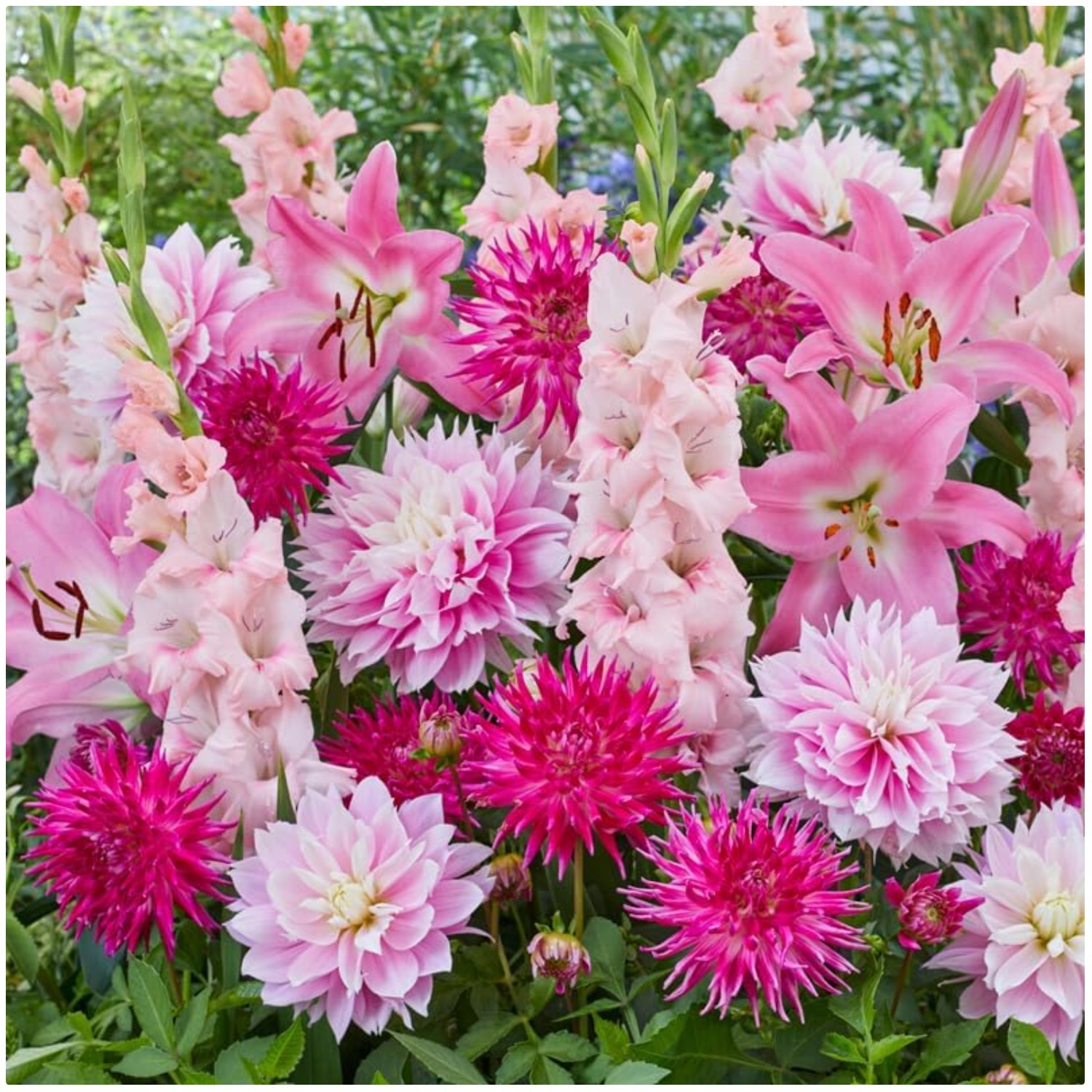 All-in-One Flower Bulb Garden Kit – Cotton Candy Punch Mix