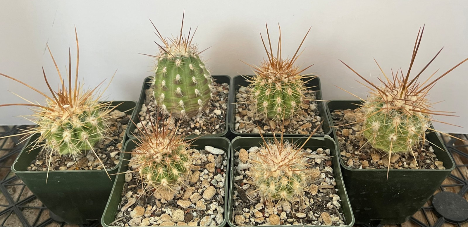 Oreocereus variicolor KK887 locality UNIQUE PHENOTYPES Rare Cactus Seed-Grown