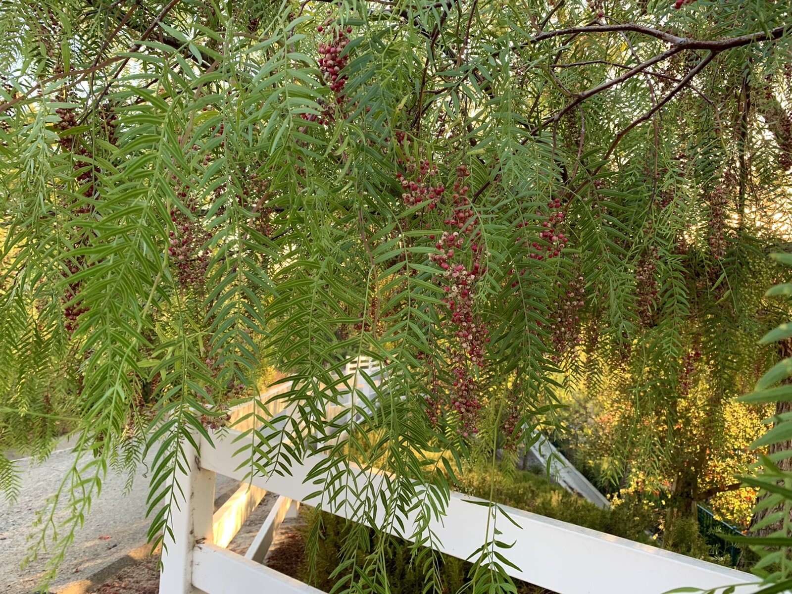 Schinus molle/ American Pepper 100+ Seeds 2024 – USA
