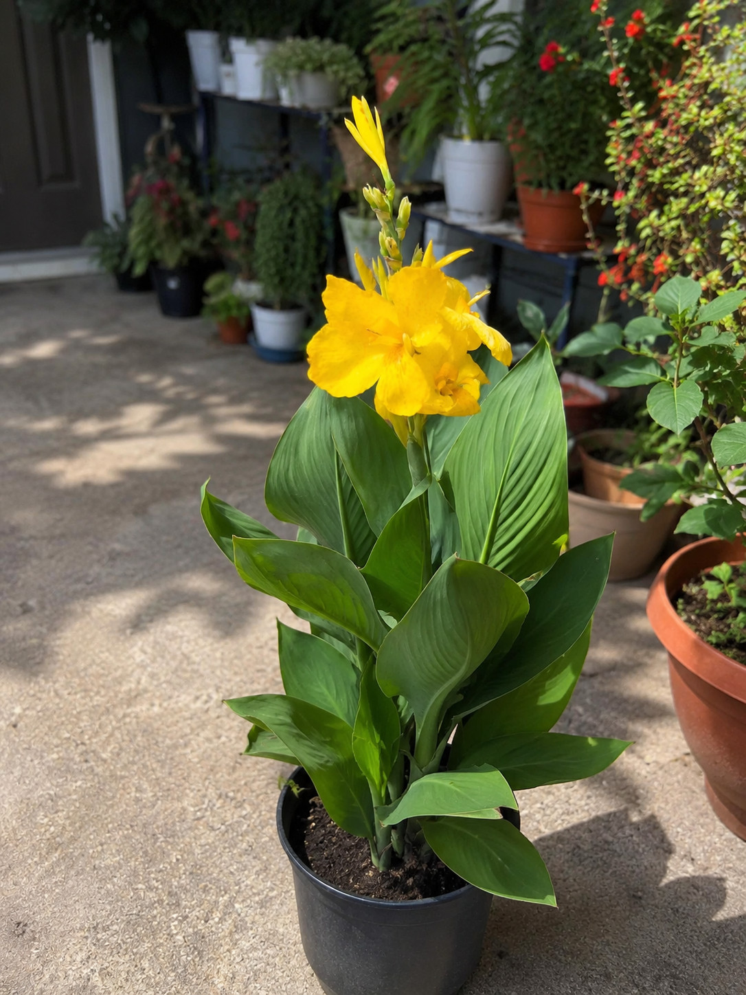 Cannova Yellow Canna Lily Live Plant 4″ Pot Dwarf Heat Tolerant Tropical Flower
