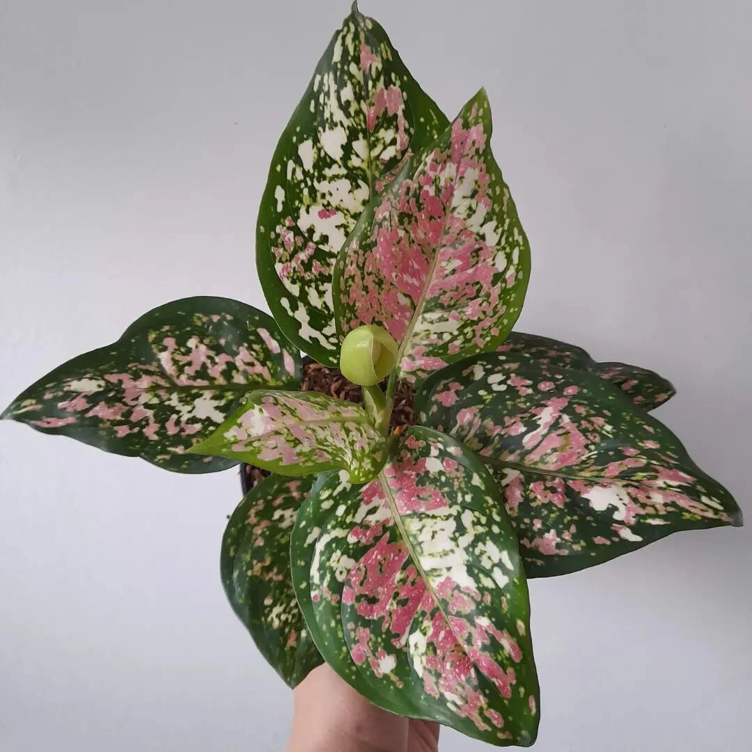 Aglaonema Tri Colour With Phytosanitary Certificate / DHL Express