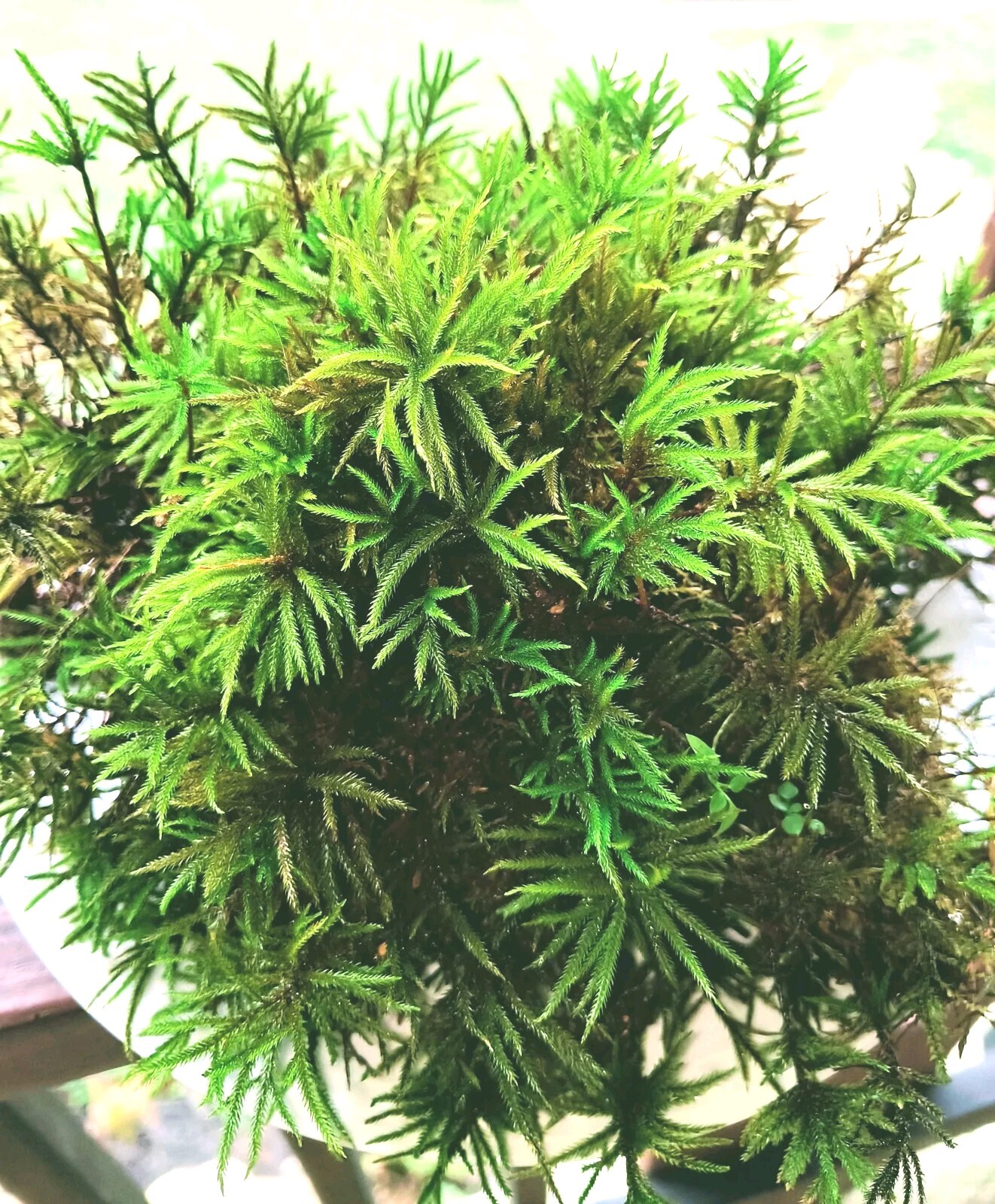 Bulk Large ClumpClimacium Tree Moss Live Moss for Terrarium Or Reptiles🦎