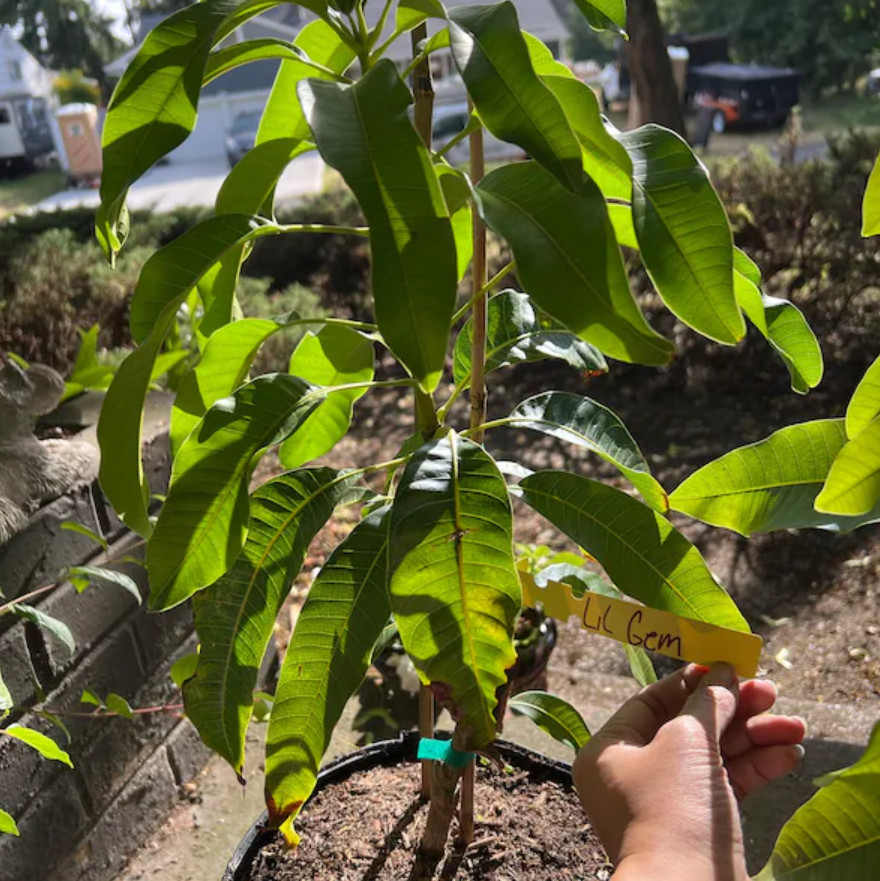 Live Grafted Lil Gem Mango Tree – 3 Gal Pot – Tropical Fruit Tree – No Ship CA