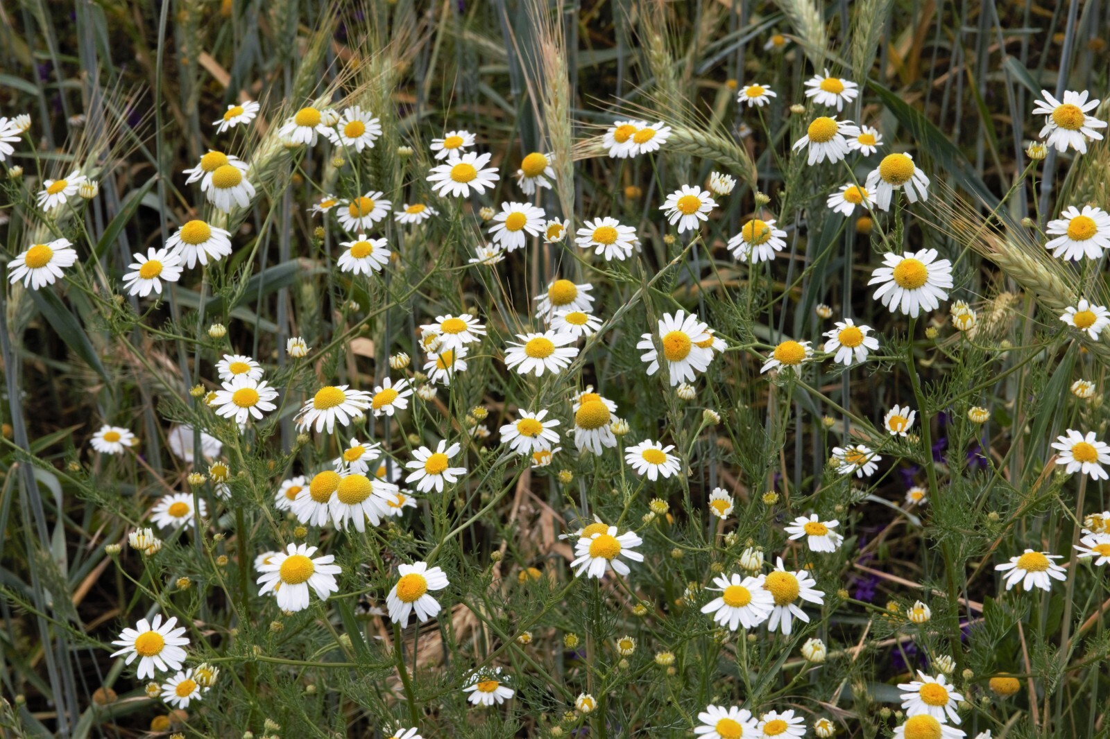 2000 German Chamomile Seeds – Matricaria recutita – Non-GMO Medicinal Herb