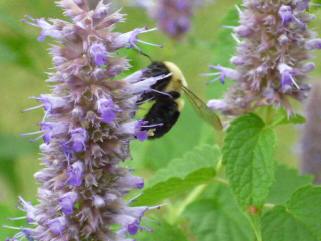 Anise hyssop Agastache foeniculum seeds