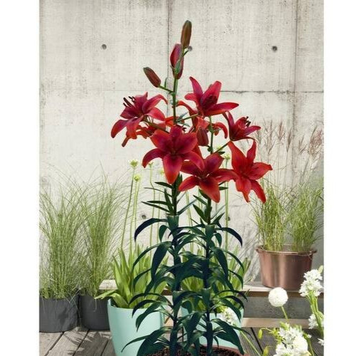 6 – RED HIGHLAND Asiatic Lily Live Flower Bulbs BEAUTIFUL & A GREAT POLLINATOR